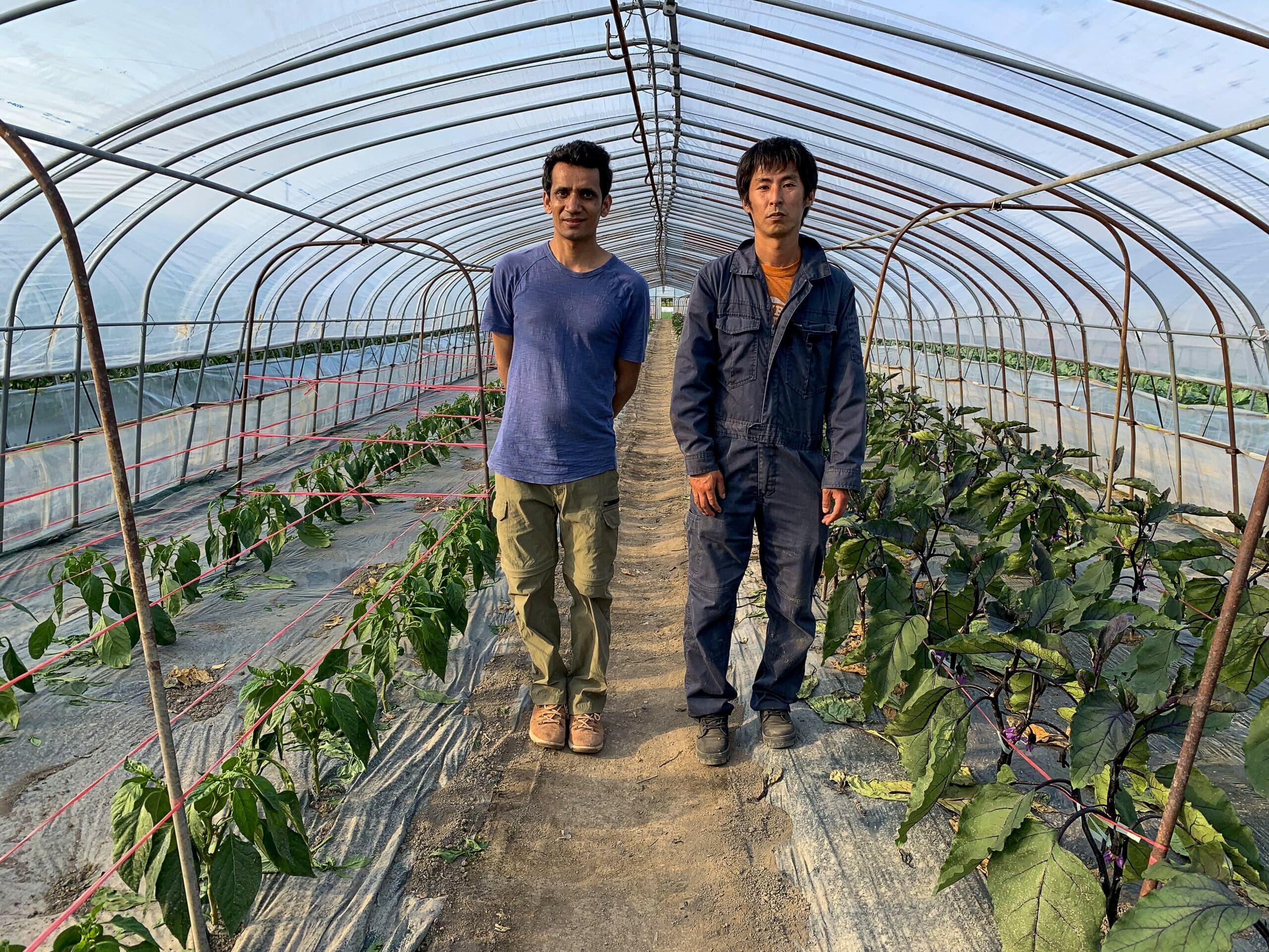 新鮮な旬の野菜