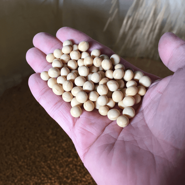 パクチー・大豆