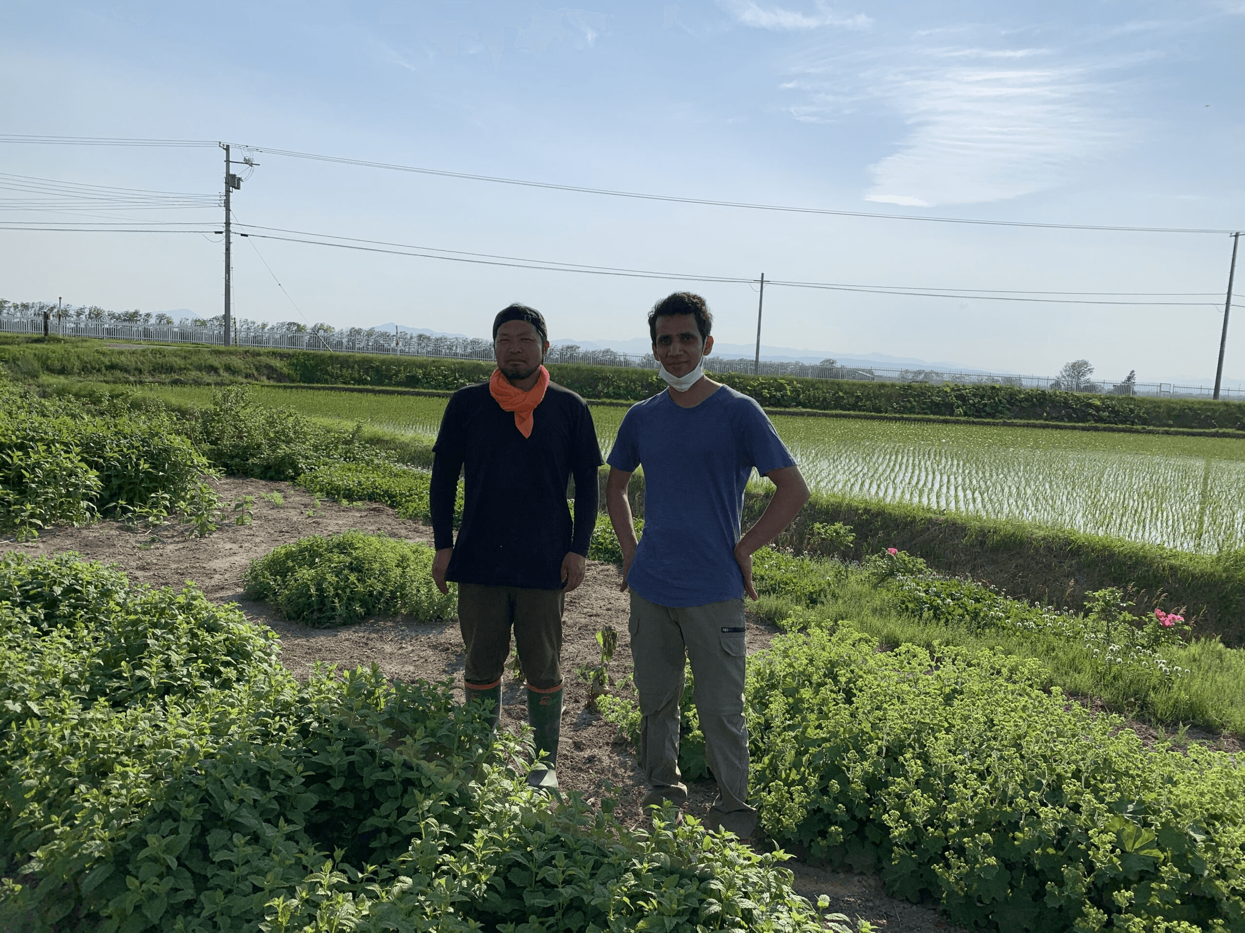 さまざまな種類のハーブ